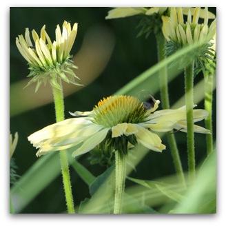 Echinacea