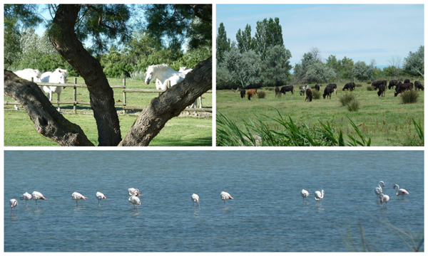 Camargue