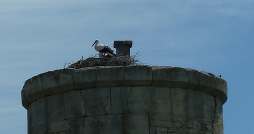 Storch