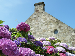 Hortensien