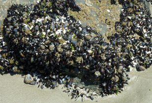 Muscheln