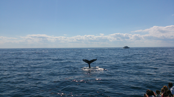 Whalewatching