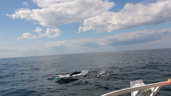 Whalewatching