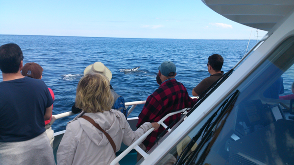 Whalewatching