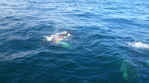 Whalewatching