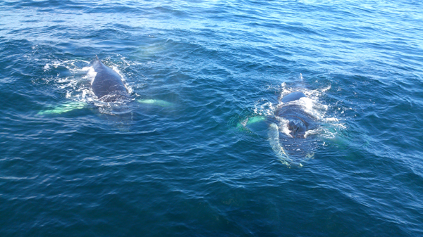 Whalewatching
