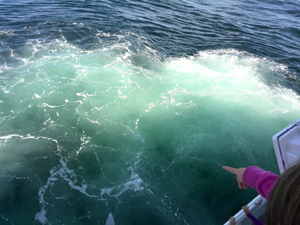 Whalewatching