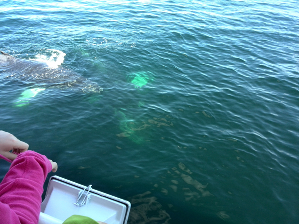 Whalewatching