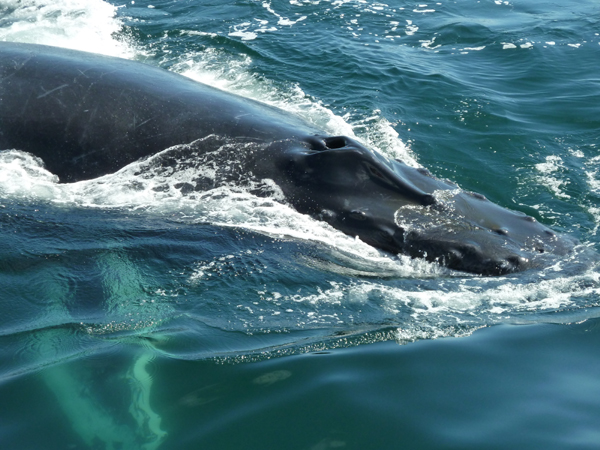 Whalewatching
