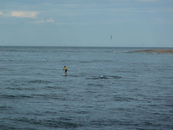 Whalewatching